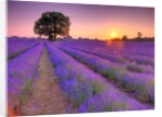 Lavender field at sunset by Assaf Frank